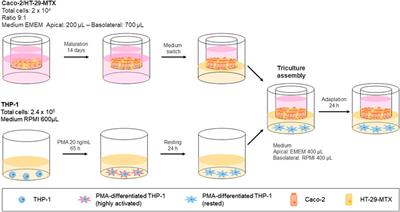 Development of an Advanced Multicellular Intestinal Model for Assessing Immunomodulatory Properties of Anti-Inflammatory Compounds